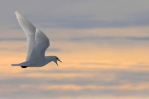 L'Arctique, terrain de recherche depuis quinze ans pour Glenn Yannic, chercheur du LECA