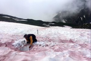 "Sang des glaciers" : comment une algue s'adapte à la vie dans la neige 