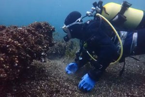  L'eau claire du lac Léman, bonne nouvelle ou symptôme d'invasion ? Le cas de la moule quagga