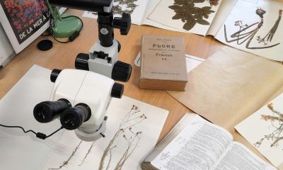 Visite de l'herbier de l'Université