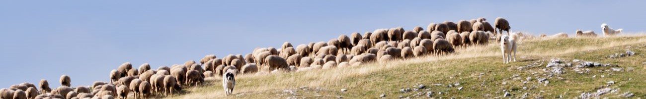 Social-ecological systems 