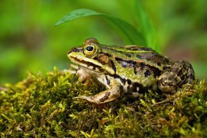 La malbouffe et les perturbateurs endocriniens peuvent induire un syndrome proche du diabète chez les amphibiens